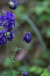 European columbine